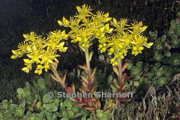 sedum spathulifolium 2 graphic